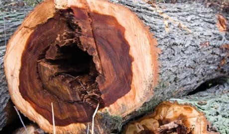 Combating Oak Wilt and Other Tree Diseases in Buffalo’s Urban Forests