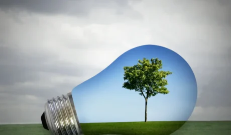  Eco-Friendly Tree Care Solutions for Albany’s Nature-Loving Community