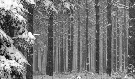 Protecting Buffalo’s Trees from Lake Erie Snowstorms