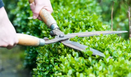 How Professional Tree Trimming Boosts Buffalo Property Values