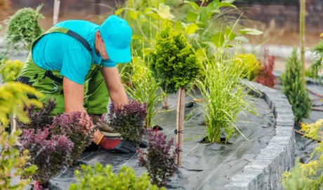 Top 5 Tree Maintenance Tips for Albany’s Harsh Winters