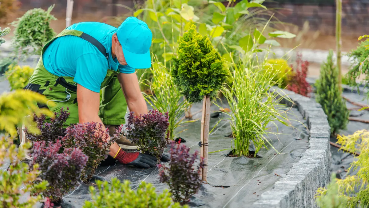 Top 5 Tree Maintenance Tips for Albany’s Harsh Winters