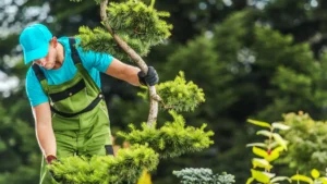 Why Regular Tree Inspections Are Crucial for Albany Commercial Properties