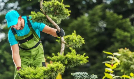 Why Regular Tree Inspections Are Crucial for Albany Commercial Properties