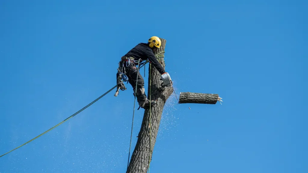 Behind the Scenes: A Day in the Life of a Tree Service Professional