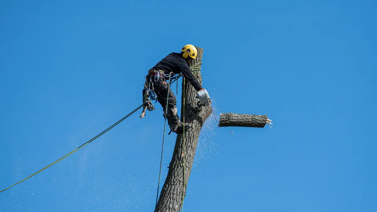 A Day in the Life of a Tree Service Professional