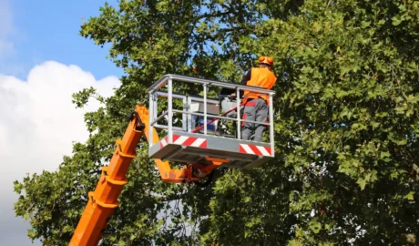 Top 5 Questions to ask a tree service company
