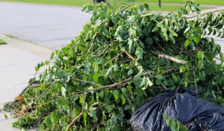     Why Choosing the Top Tree Service in Waterford Can Enhance Your Landscape