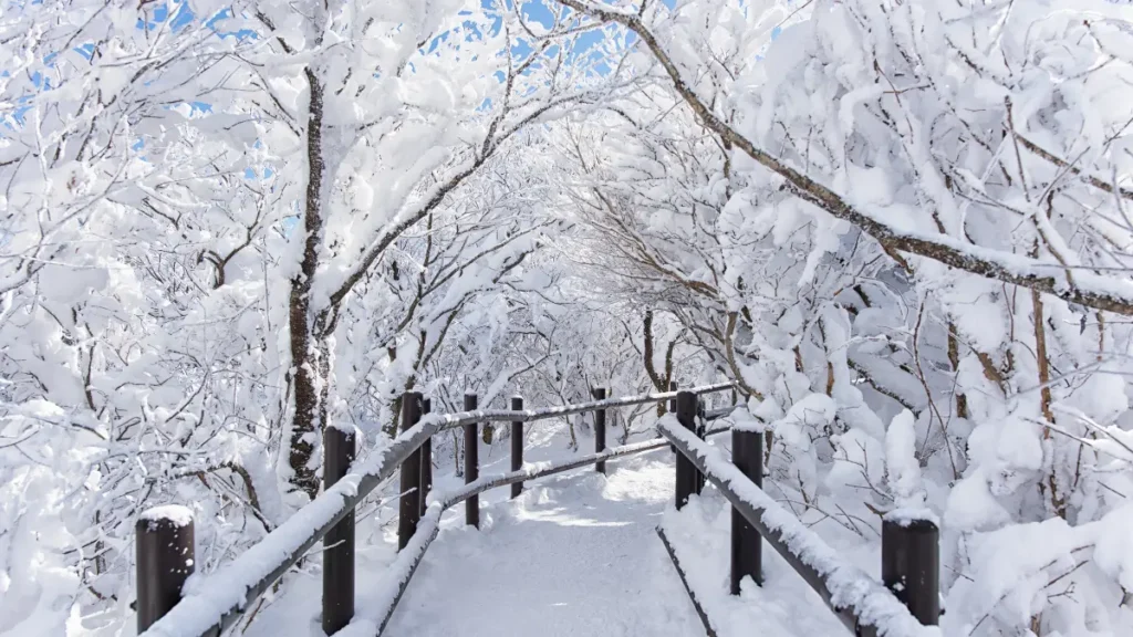 Winter Tree Care for Jackson’s Snowy Landscapes