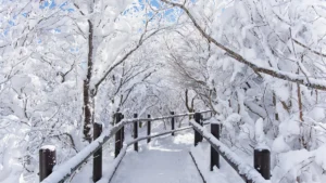 Winter Tree Care for Jackson’s Snowy Landscapes