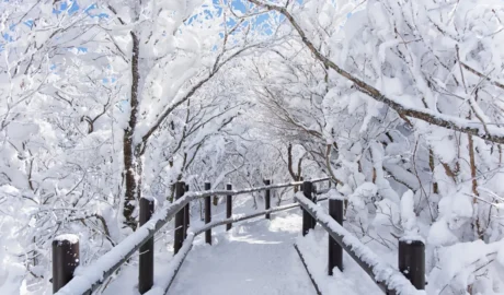 Winter Tree Care for Jackson’s Snowy Landscapes