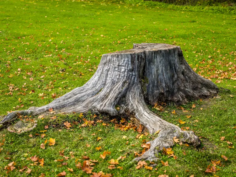 Ways to Reduce the Cost of Stump Removal