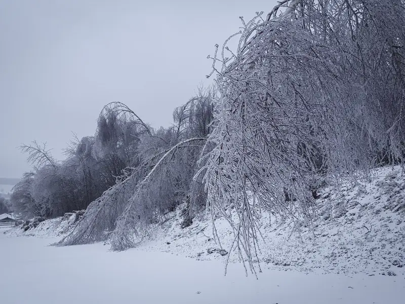 The Importance of Winter Tree Protection in Waterford