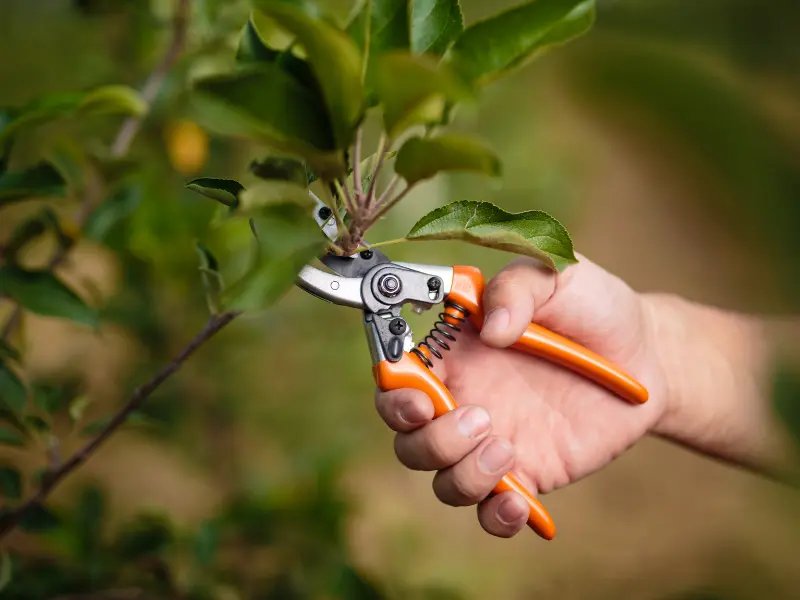 Why Tree Pruning Matters for Lakefront Trees in Westfield