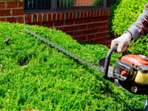 How Much Should You Tip Tree Trimmers?