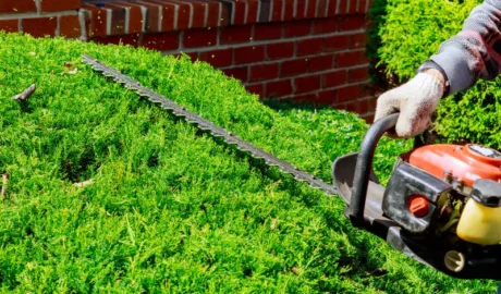 How Much Should You Tip Tree Trimmers?