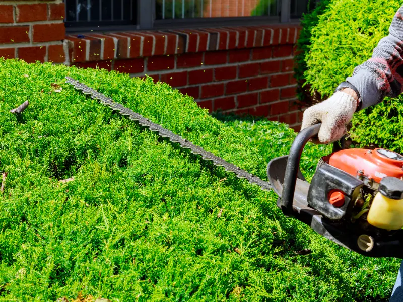 How Much Should You Tip Tree Trimmers?