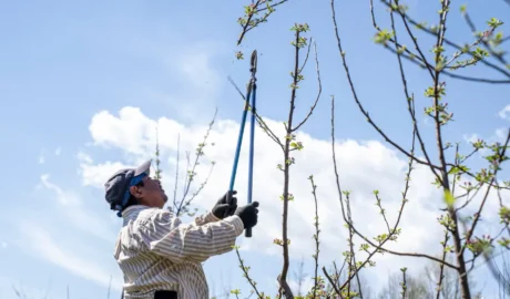 Secure, Damage-Free Tree Removal in Rochester, NY