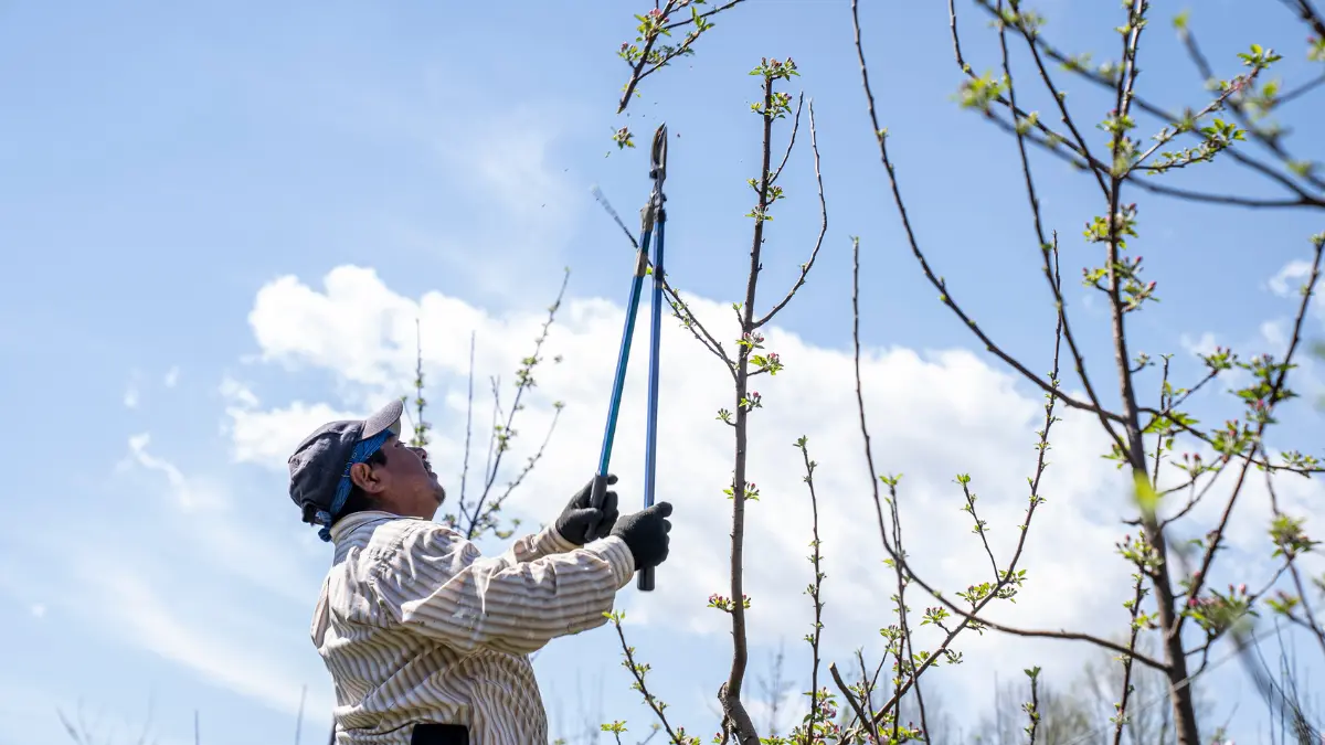 Secure, Damage-Free Tree Removal in Rochester, NY