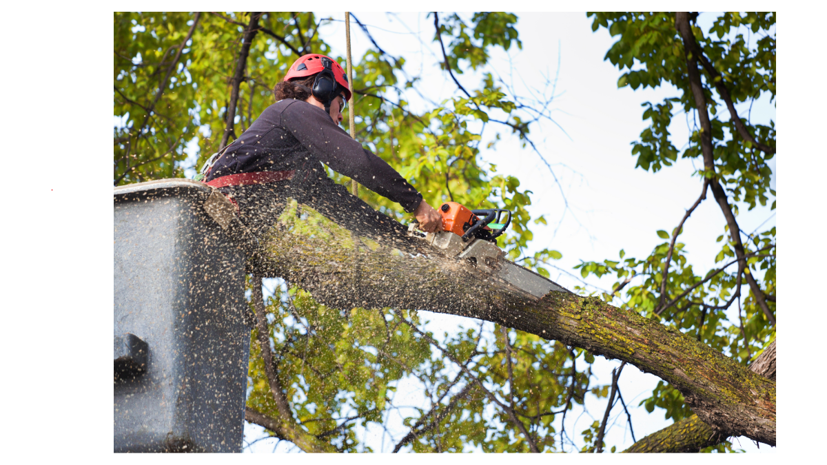 14 What Is the Best Tree Pruning Method for Albany's Climate?