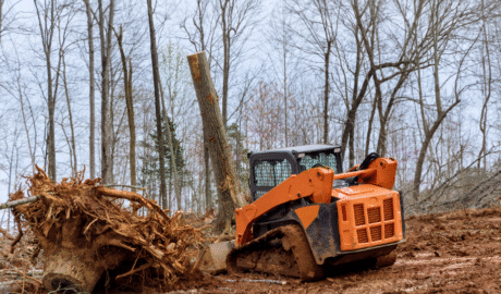 15 1 Government Tree Removal Practices in Albany Explained