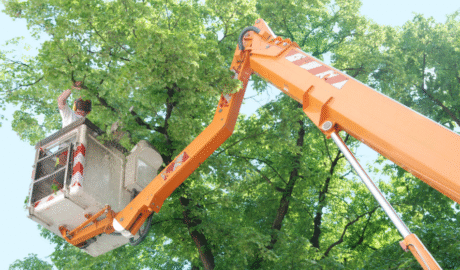 16 Government Tree Removal Practices in Albany Explained