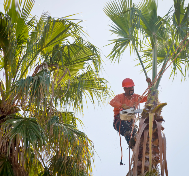 16.2 Government Tree Removal Practices in Albany Explained
