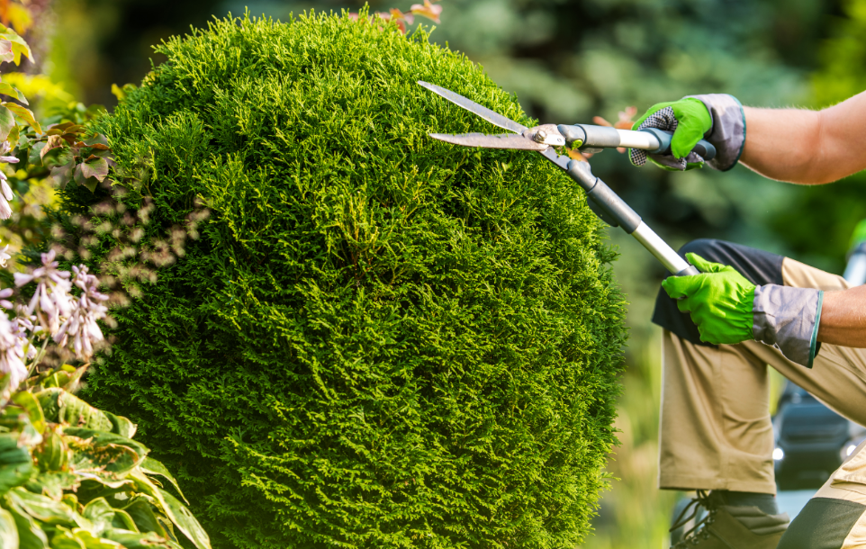 17 Government Tree Removal Practices in Albany Explained