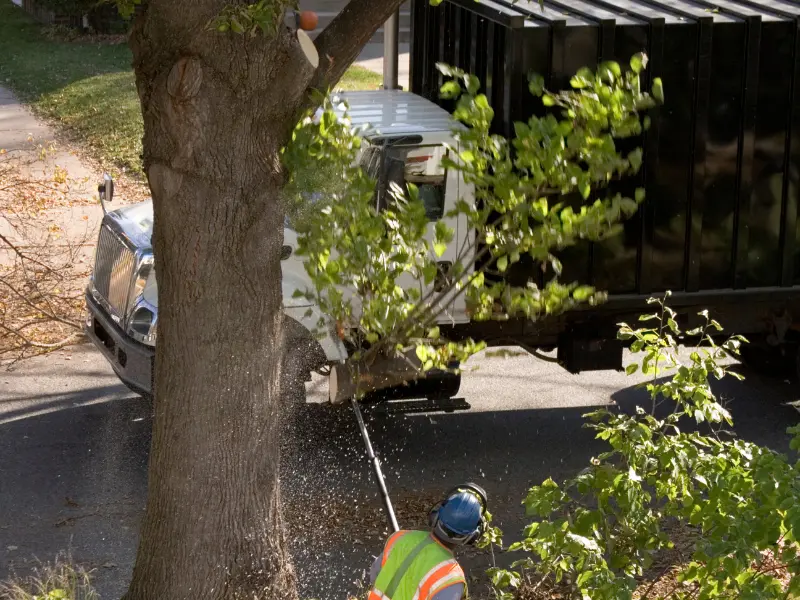 Factors that affect Tree service costs