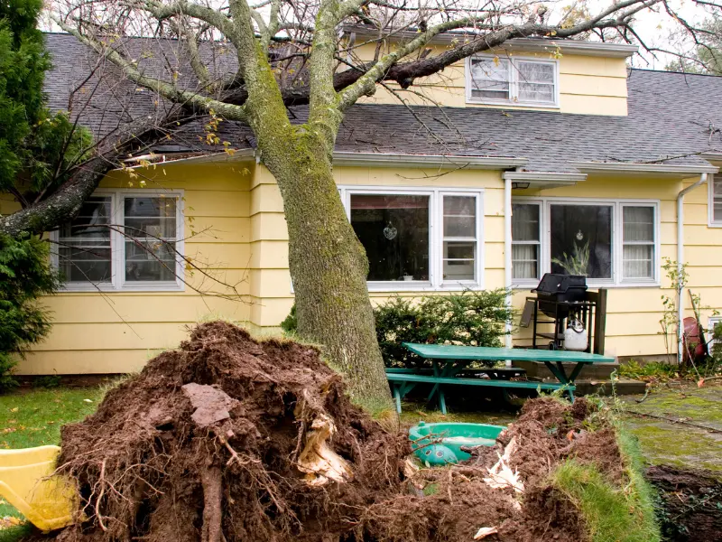 Average 30-foot Removal Costs in Albany
