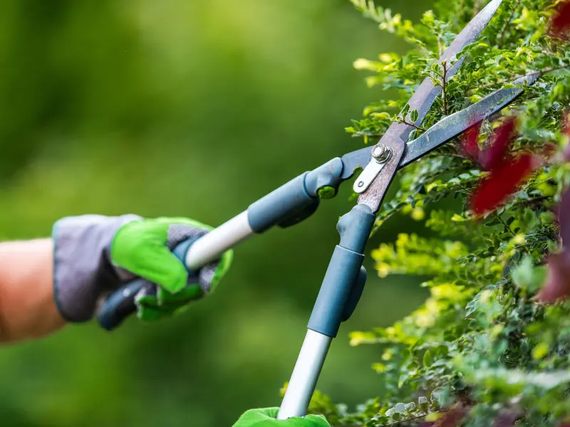 Ways to Reduce the Cost of Stump Removal
