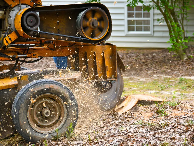 Signs You Need Tree Removal Services