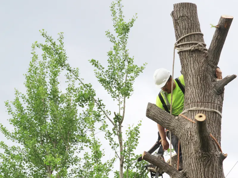 Tree Service Cost Breakdown