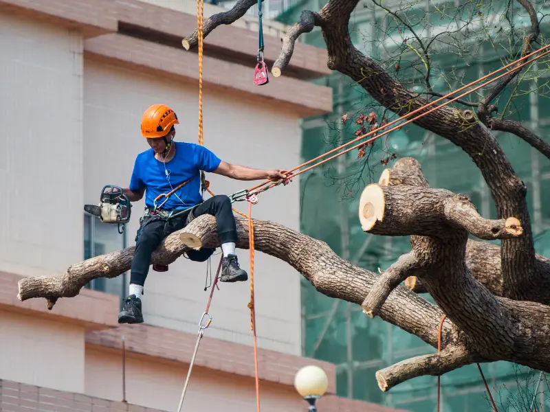 Factors Affecting the Price of Tree Removal