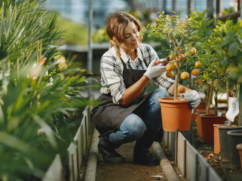 Why You Should Hire a Front Yard Arborist