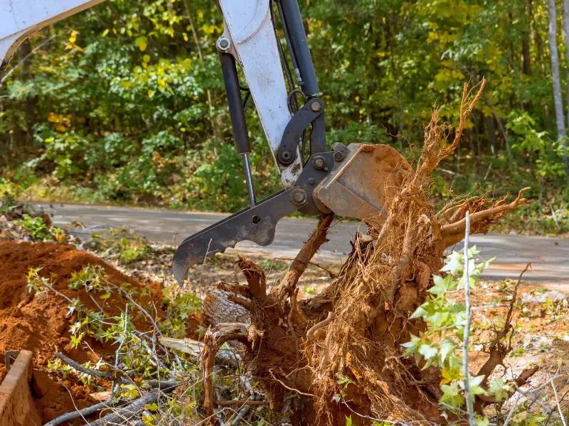 So, What Is the Average Cost of Tree Removal in Albany?