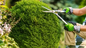 Should You Tip the Tree Trimmers in Albany?