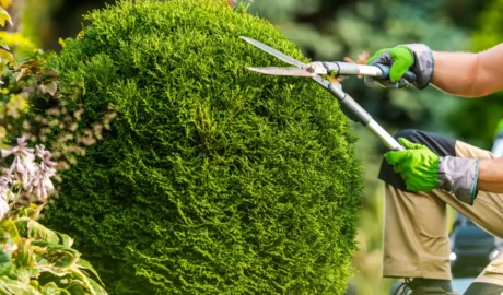 Should You Tip the Tree Trimmers in Albany?