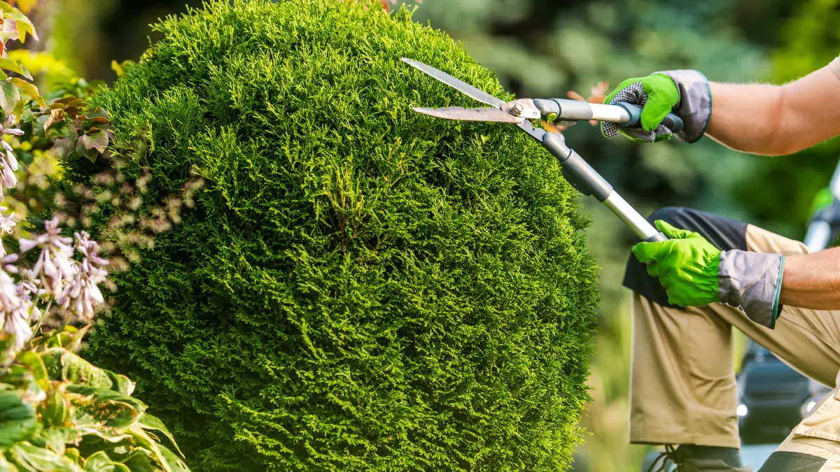 Should You Tip the Tree Trimmers in Albany?