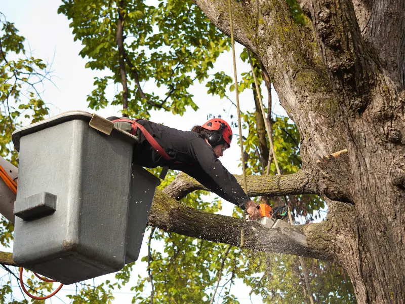 How Tree Service Pricing is Set
