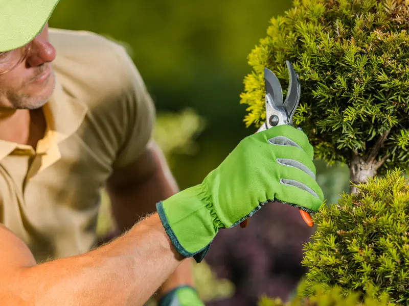 Why Pick KD Tree Services for Albany Stump Removal?