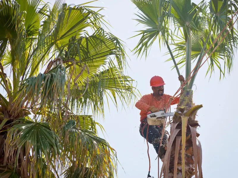 Understanding Tree Service Etiquette in Albany