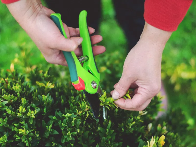 The Role of Certified Arborists in Tree Pruning