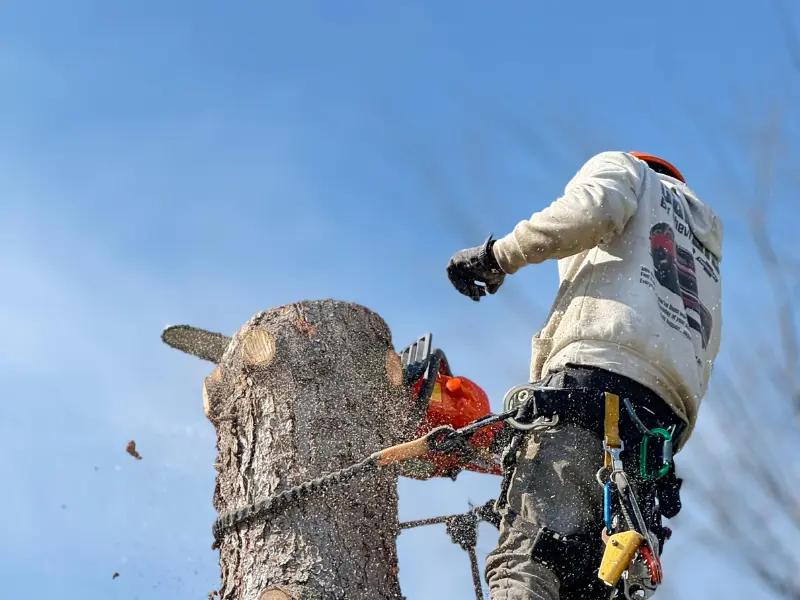 Tree Emergency Pricing Factors