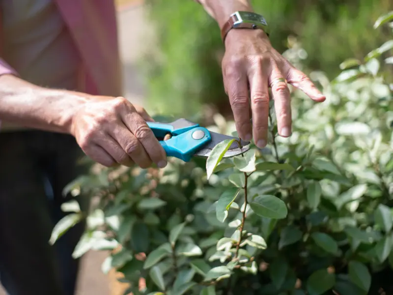Why Pruning Improves Tree Health in Westfield