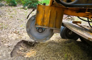 tump grinding machine removing a tree stump in a grassy yard in Rochester, NY