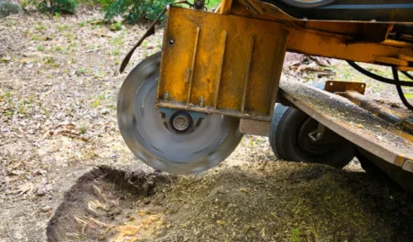 tump grinding machine removing a tree stump in a grassy yard in Rochester, NY