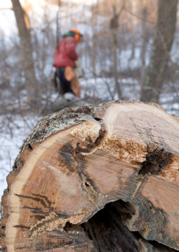 67 Is Tree Trimming Cheaper in Winter in Albany?