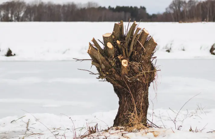 69 Is Tree Trimming Cheaper in Winter in Albany?