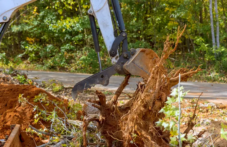 70 Choosing a Reliable Tree Removal Company in Springfield